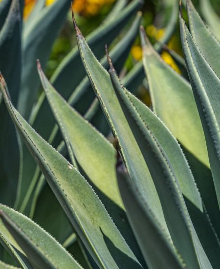 agave-00003-scaled